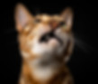 PUPS ook katten zijn hier welkom voor een fotoshoot