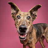 voorbeeld voor mij wel bellen pagina pups