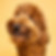 PUPS review Gijs vijf sterren