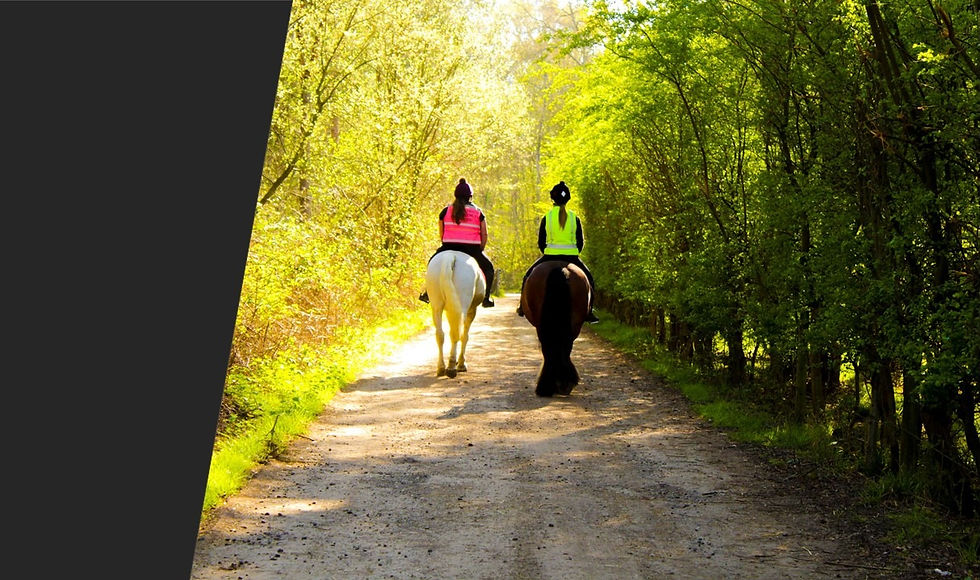 Midnight Blue Equestrian Equine Services Horse Specialists