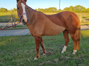 Clipping To Best Suit Your Horses Exercise Routine