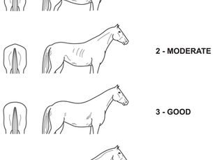 Condition Scoring: Understanding Your Horse’s Body Condition