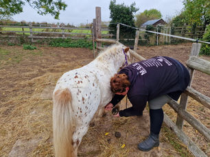Hoof Care