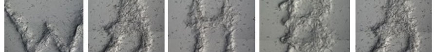 wahba-lab-wormart.jpg
