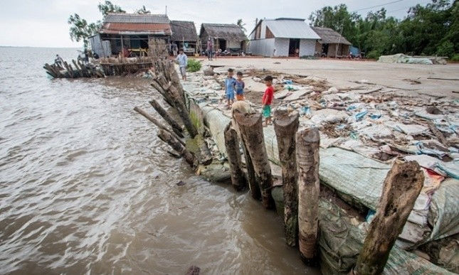 Poles and sandbags is put up in a coastal part of Mekong Delta