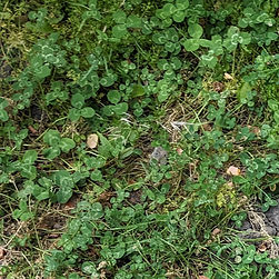 Non-seamless Grass #2 Texture