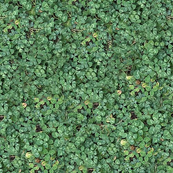 Seamless Grass Texture