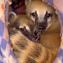 Baby Coatis - 062025.png