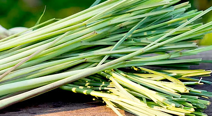 feuille verte de citronnelle