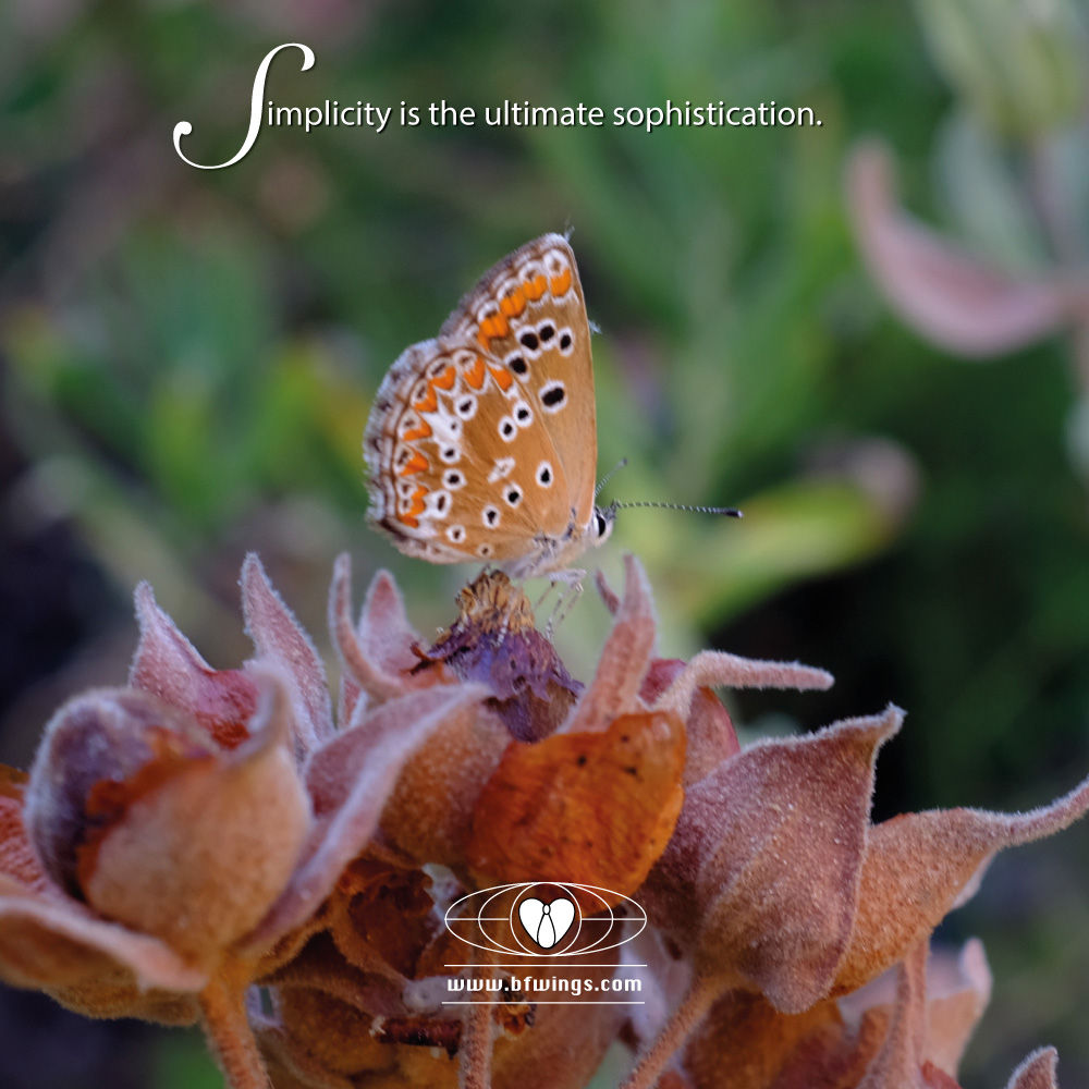 Simplicity is the ultimate sophistication 12"x12" 30cm x30cm