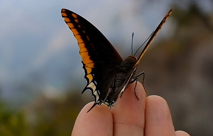 Twin-tailed-pasha-butterfly-sitting-on-t