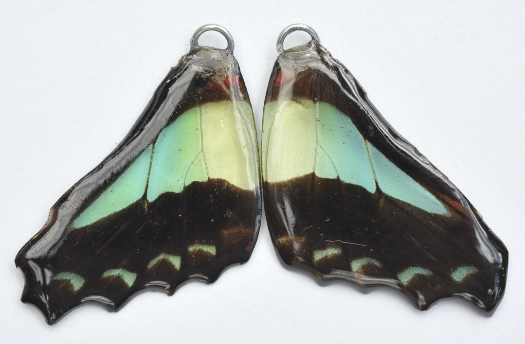 BFW0015 Natural Butterfly WIng Earrings