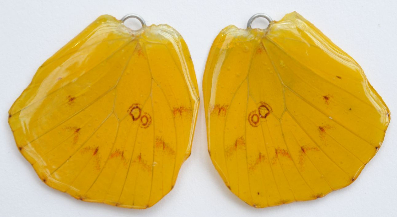 BFW0052 Natural Butterfly WIng Earrings