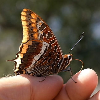 A-twin-tailed-pasha-butterfly-giving-tau