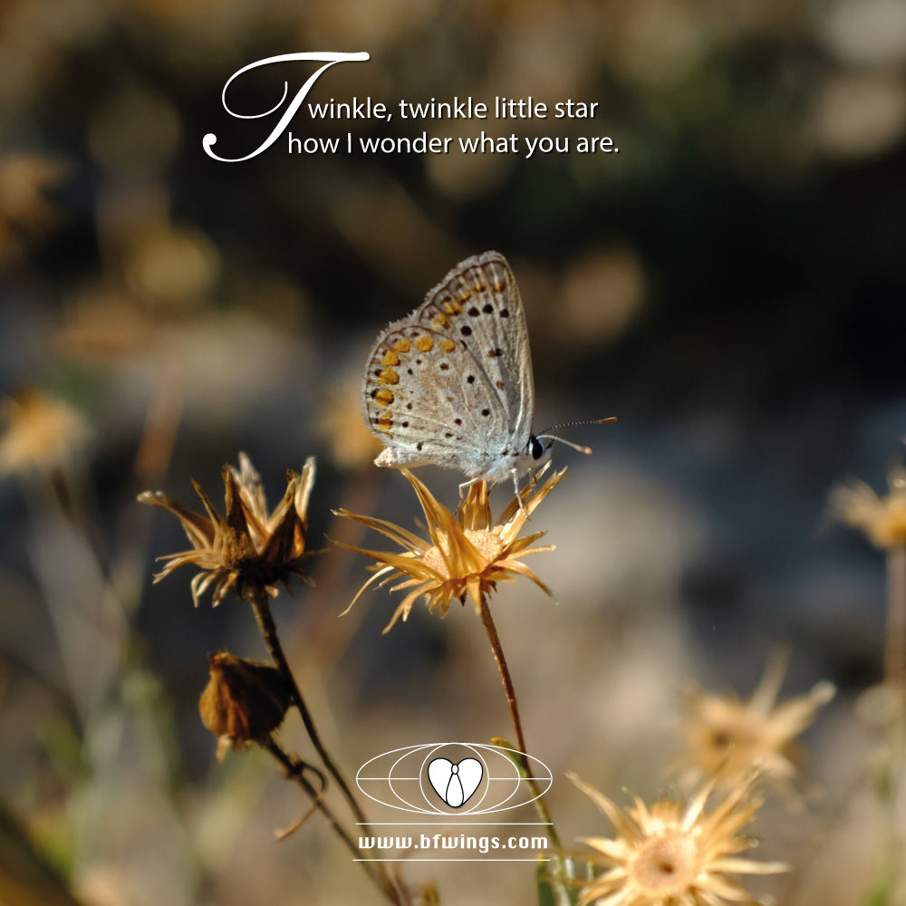 Twinkle Twinkle little star