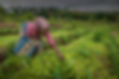 woman-in-congo-africa-checking-on-growin