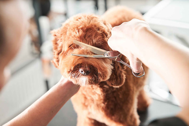 Maltese dog getting trimmed on face