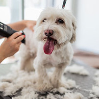 Maltese dog getting groomed