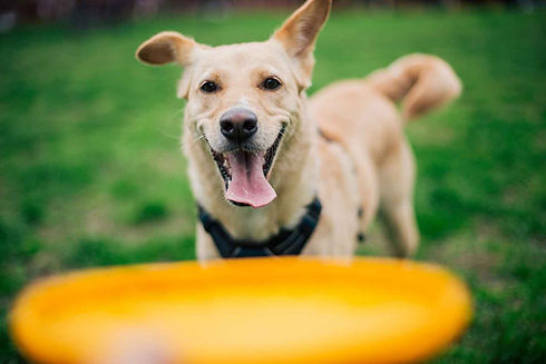 Dog playing with yellow frisbee