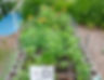 Vegetable Gardens