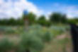 Native and Adaptive Grasses