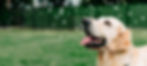 Golden retriever playing with bubbles in yard