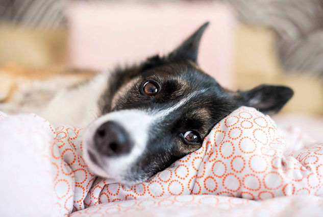 Border collie lying in bed