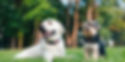White lab and Yorkshire terrier sitting in grass