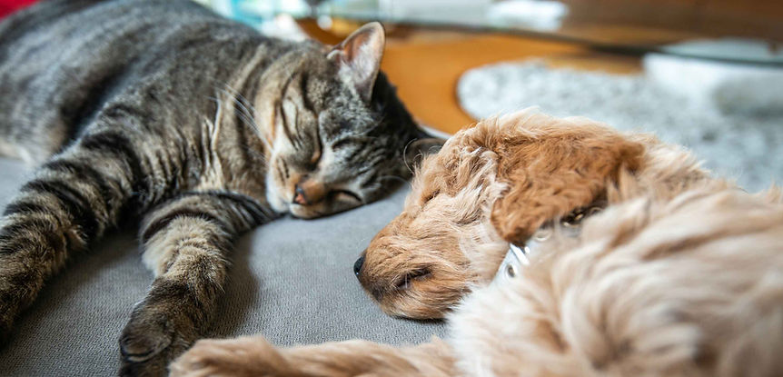 Dog and cat sleeping together