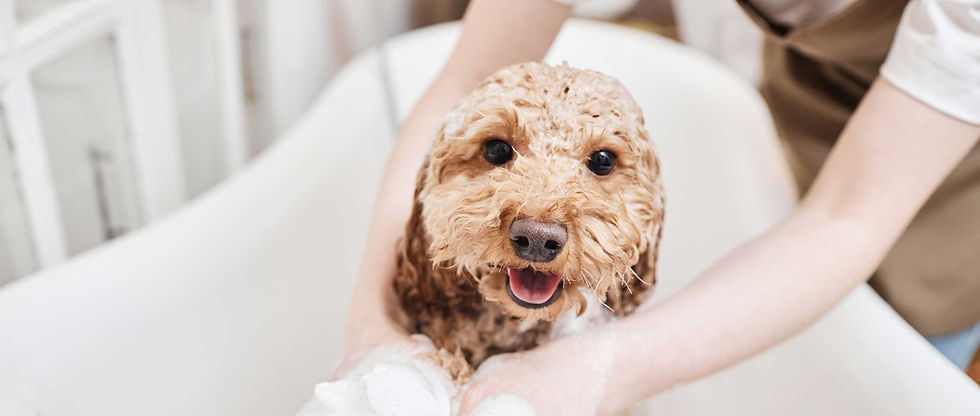 Labradoodle getting bath at groomer