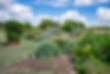 Perennial Garden