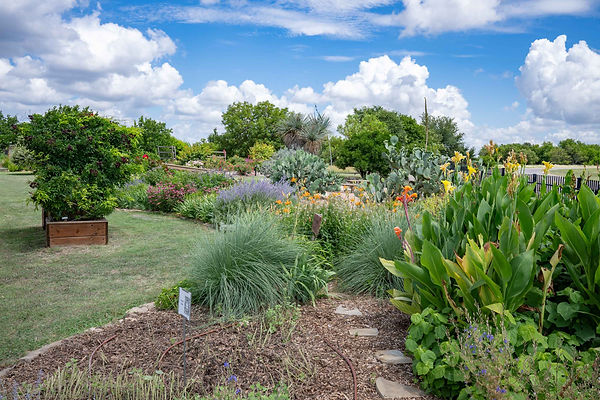 Perennial Garden at TCMGA's Demonstration Garden
