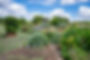 Perennial Garden at TCMGA's Demonstration Garden