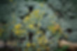 Mother Plant Bed