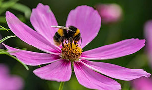 bee-on-cosmos-flower.jpg