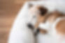 Jack Russell terrier sleeping with plush toy