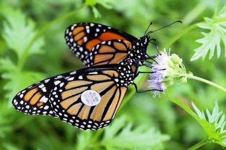 Bob Jones Nature Center