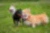 Dogs playing in park