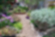 Container Garden