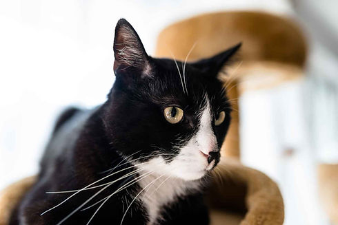 Tuxedo cat sitting in cat tree