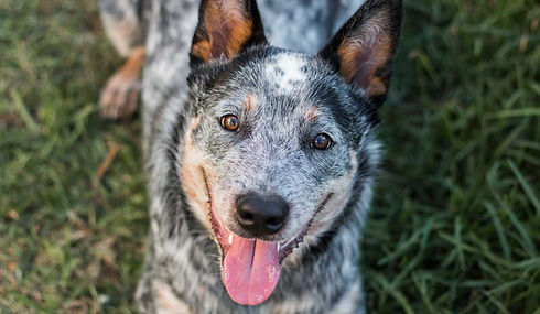Australian Cattle Dog