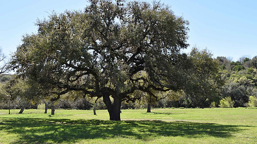 Tree Basics