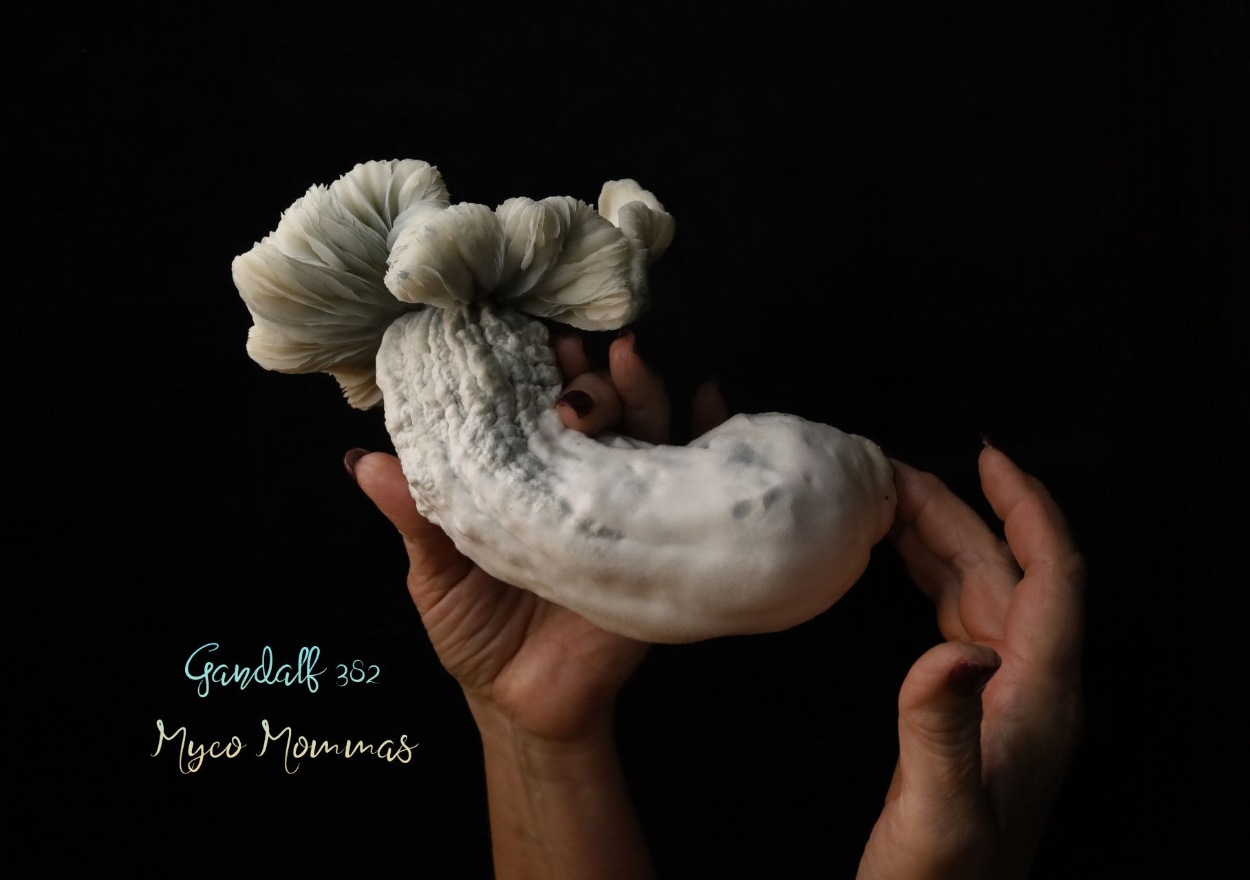 Gandalf 382 - Research Genetics