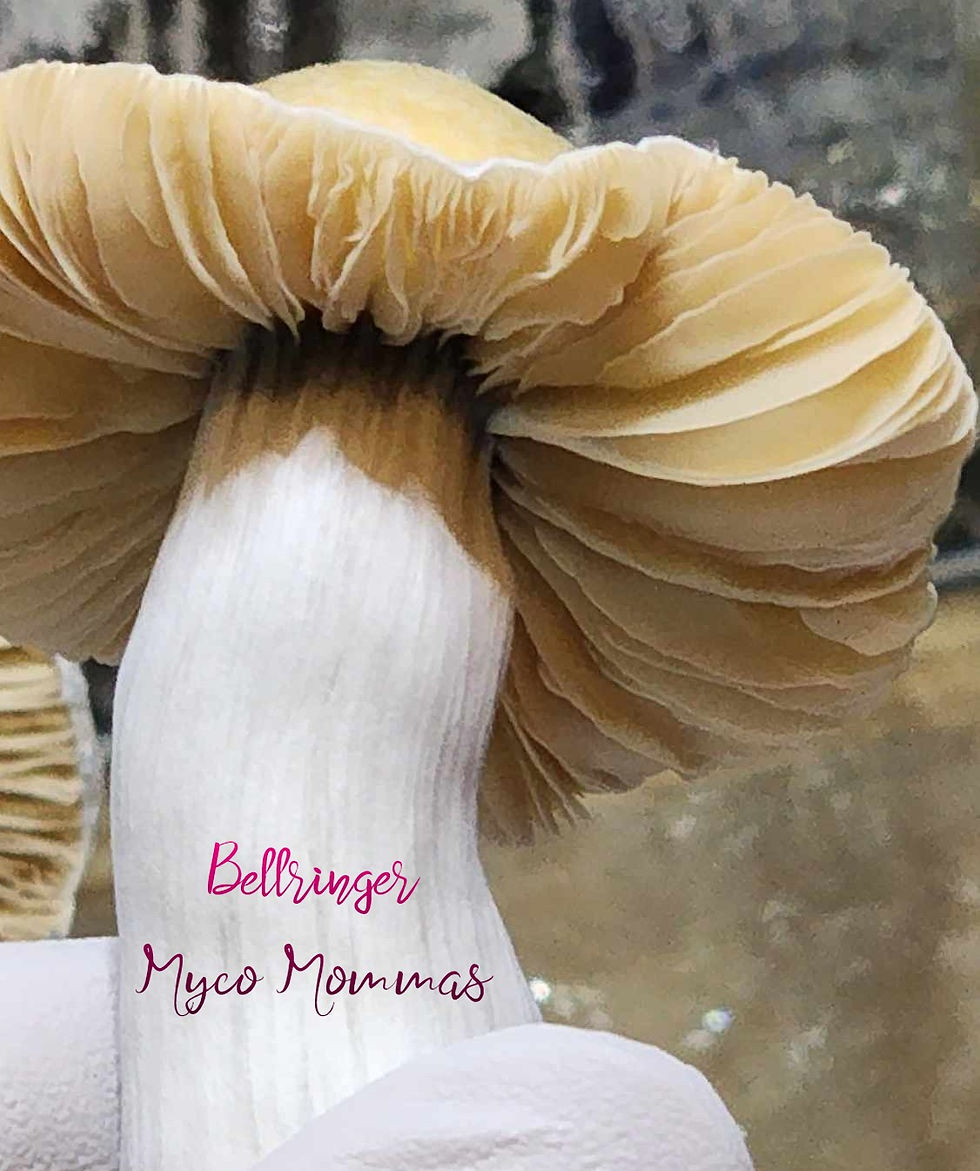 Thumbnail: Bellringer - Research Genetics