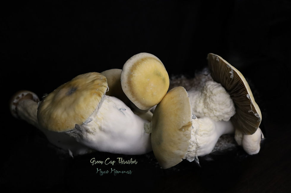 Thumbnail: Green Cap Thrasher - Research Genetics