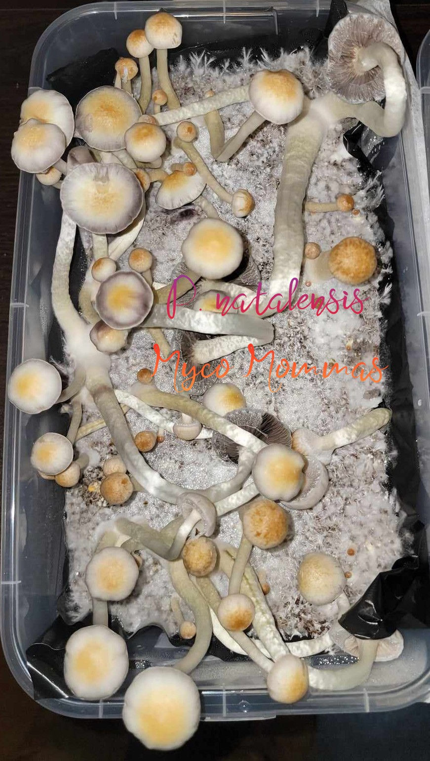 Thumbnail: P.ochraceocentrata (P.natalensis aff) - Research Genetics