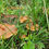 Thumbnail: Psilocybe Cyanescens (Wild) - Research Genetics