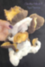 Thumbnail: Chocolove Melmak - Research Genetics