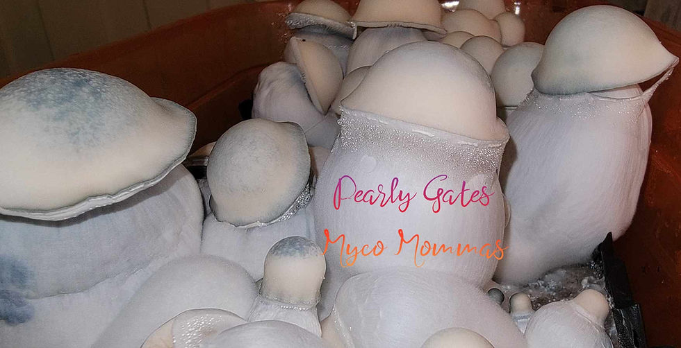 Thumbnail: Pearly Gates - Research Genetics