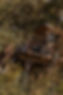 Perchoir 33.jpg